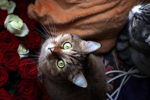 Red cat sitting among soft toys and flowers. The cat looks up at the camera