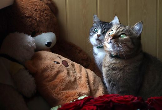 Gray and red cat sitting among the soft toys on the couch and looking out the window