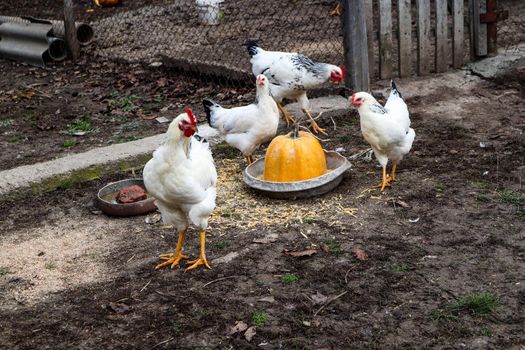 Hens peck grain from an iron bowl in the yard. In an iron bowl is half a sliced ​​yellow pumpkin