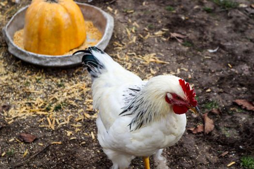 Hens peck grain from an iron bowl in the yard. In an iron bowl is half a sliced ​​yellow pumpkin