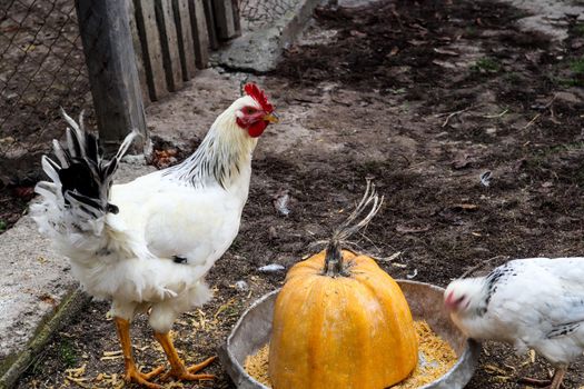 Hens peck grain from an iron bowl in the yard. In an iron bowl is half a sliced ​​yellow pumpkin