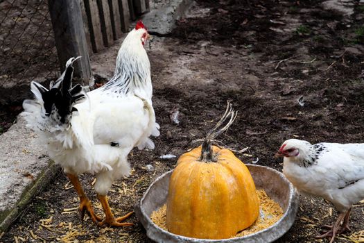 Hens peck grain from an iron bowl in the yard. In an iron bowl is half a sliced ​​yellow pumpkin