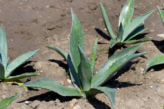 Maturing green Aloe Vera plant outdoors.Texture or background