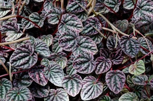 The leaves are purple in color with a texture on the surface in the open air.Texture or background