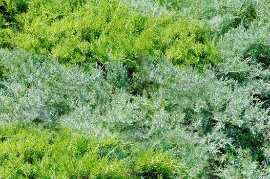 Evergreen coniferous outdoor close-up.Texture or background