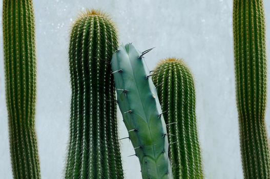 Long green cactus on a gray background close-up.Texture or background
