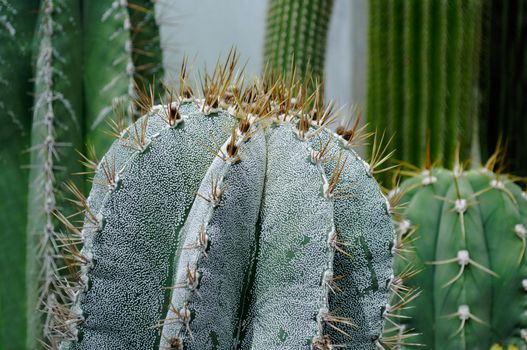 Green cactus close up in the open air.Texture or background
