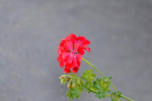 Red small blooming flower on a gray background close-up.Texture or background
