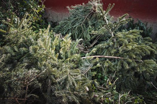 Christmas trees in dumpster at recycling center