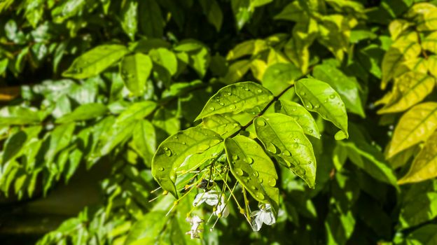 Large beautiful drops of transparent rain water on a green green leaf. Drops of dew or water drop in the morning glow by the sun. Beautiful leaf texture in nature with Natural forest background.
