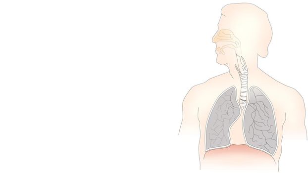 info-graphic illustration of lungs on white background with copy space for text. Lungs are part of human chest and is used for breathing purpose