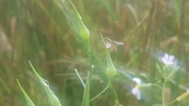 Closeup view of barley spikelets or rye in barley field. Green dried barley focused in large agricultural rural wheat field.