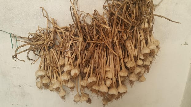 Garlic is aromatic and flavorful herb for consumption and use in spices and for medicinal purposes. Close-up view of dry garlic bulbs background.