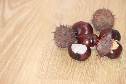 Chestnut and chestnut pod with spines on a wooden floor. Close-Up of bunch of dried chestnut fruits over wooden background.