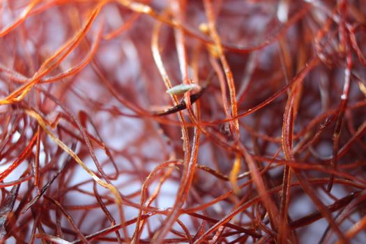 Macro photograph view of saffron with selective focus. Crocus sativus, commonly known as the "saffron crocus"