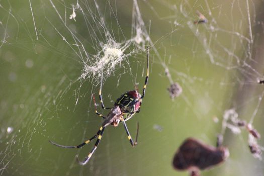 Closeup view with selective focus on a giant Spider and spider webs with blurred green jungle background