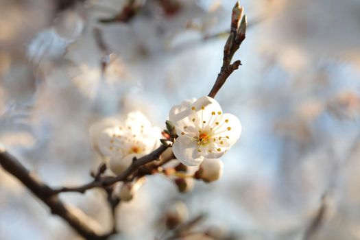 Spring flowers blooming on a tree at dawn.