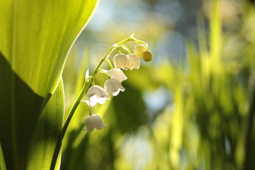 Lily of the valley in the forest.