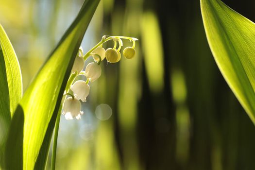 Lily of the valley in the forest.