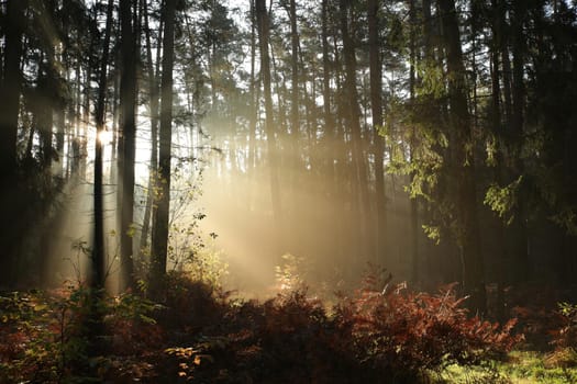 Autumn coniferous forest in foggy weather during sunrise.