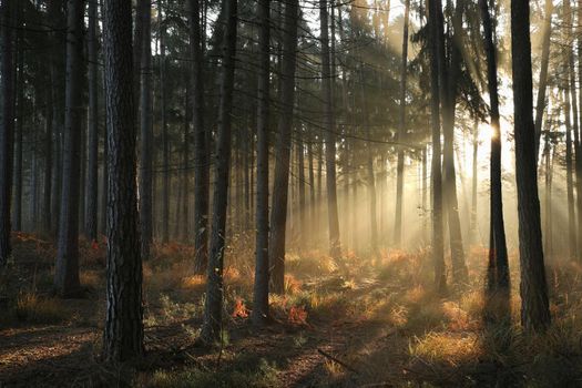 Autumn coniferous forest in foggy weather during sunrise.