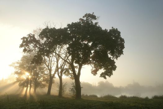 Maple trees on a foggy autumn morning.