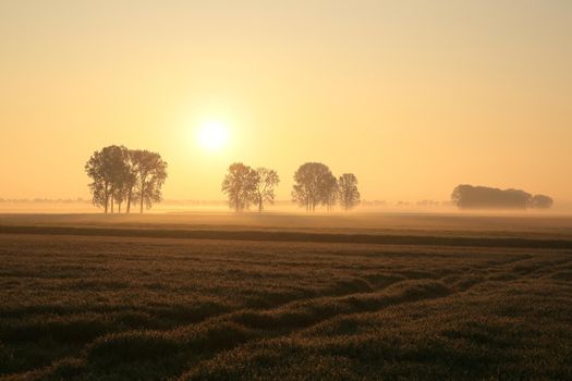 Rural landscape on a misty morning.