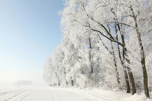 Trees covered with frost against a blue sky.