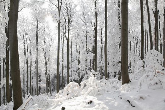 Winter beech forest on a frosty sunny morning.