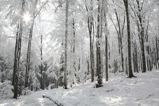 Winter beech forest on a frosty sunny morning.