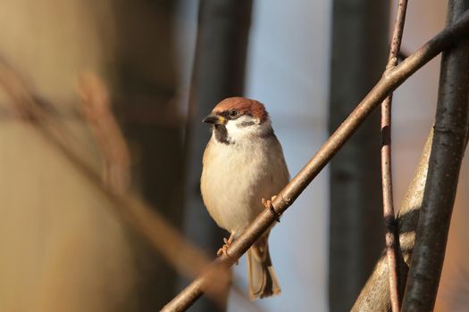 Eurasian Tree Sparrow (Passer montanus) on a twig.