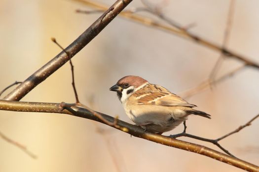 Eurasian Tree Sparrow (Passer montanus) on a twig.