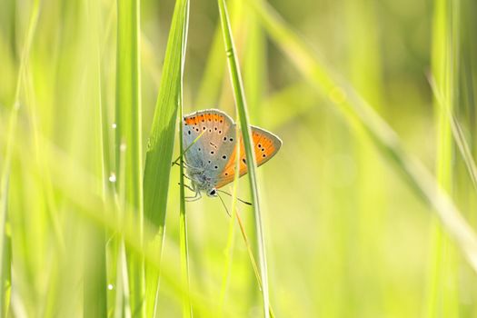 Butterfly on a spring meadow in the sunshine.