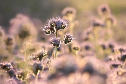 Lacy phacelia (Phacelia tanacetifolia) during sunrise.