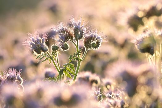 Lacy phacelia (Phacelia tanacetifolia) during sunrise.