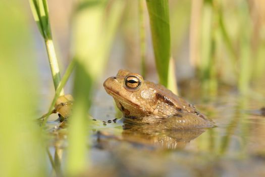 Frog in a pond during mating season.