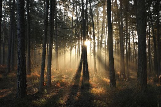 Coniferous forest on foggy autumn morning.