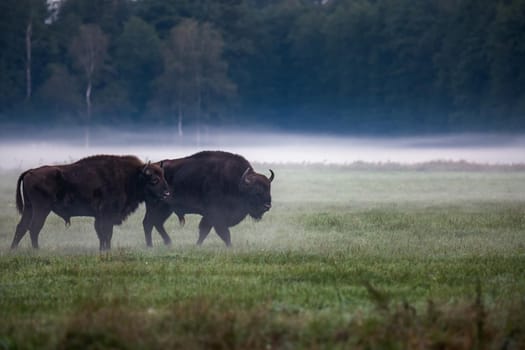 Wild european aurochs in the forest at Belovezhskaya Pushcha National Park, Belarus.