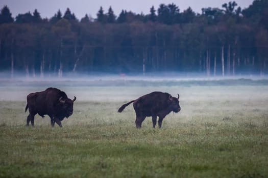 Wild european aurochs in the forest at Belovezhskaya Pushcha National Park, Belarus.