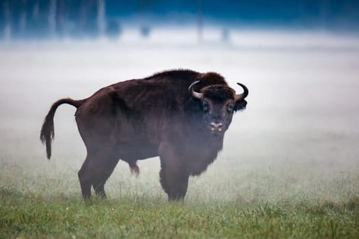 Wild european aurochs in the forest at Belovezhskaya Pushcha National Park, Belarus.