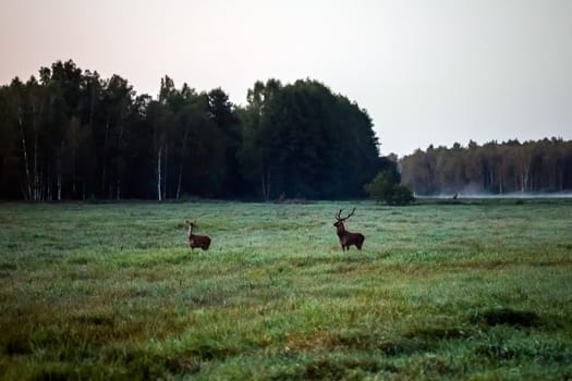 Wild european deers in the forest at Belovezhskaya Pushcha National Park, Belarus.