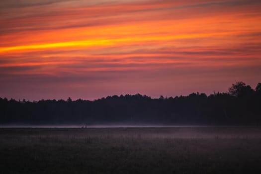 Wild european deers in the forest at Belovezhskaya Pushcha National Park, Belarus.