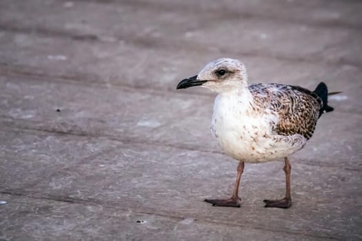 Seagull near Blue mosque which is under a renovation in Istanbul, Turkey.
