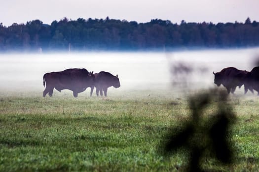Wild european aurochs in the forest at Belovezhskaya Pushcha National Park, Belarus.