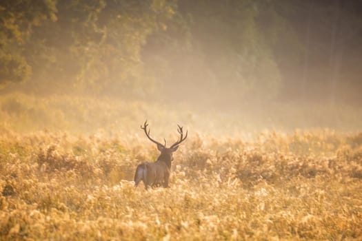 Wild european deers in the forest at Belovezhskaya Pushcha National Park, Belarus.