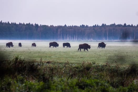 Wild european aurochs in the forest at Belovezhskaya Pushcha National Park, Belarus.
