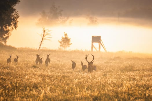 Wild european deers in the forest at Belovezhskaya Pushcha National Park, Belarus.