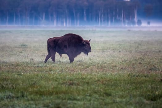 Wild european aurochs in the forest at Belovezhskaya Pushcha National Park, Belarus.
