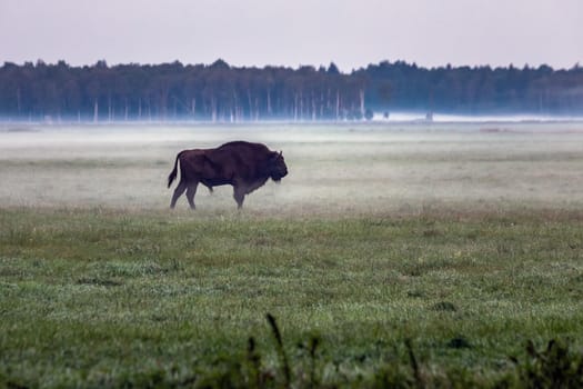 Wild european aurochs in the forest at Belovezhskaya Pushcha National Park, Belarus.