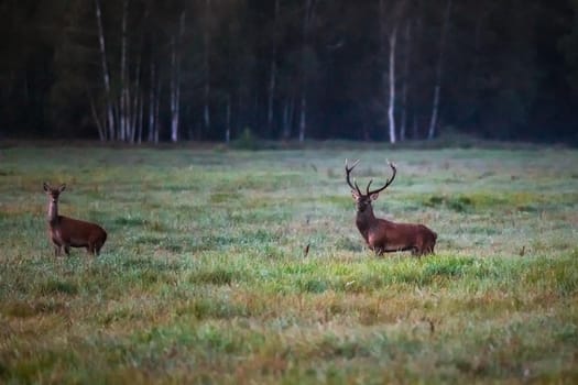 Wild european deers in the forest at Belovezhskaya Pushcha National Park, Belarus.